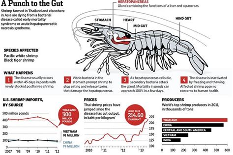 How A Bacterial Disease Is Killing Shrimp In Asia Graphic Wsj