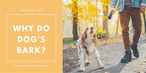 Why Do Dogs Bark The Definitive Guide