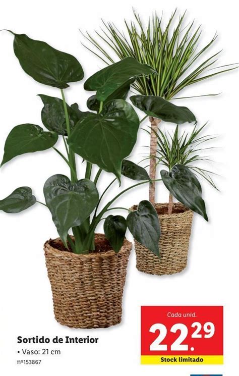 Promo O Plantas Em Lidl