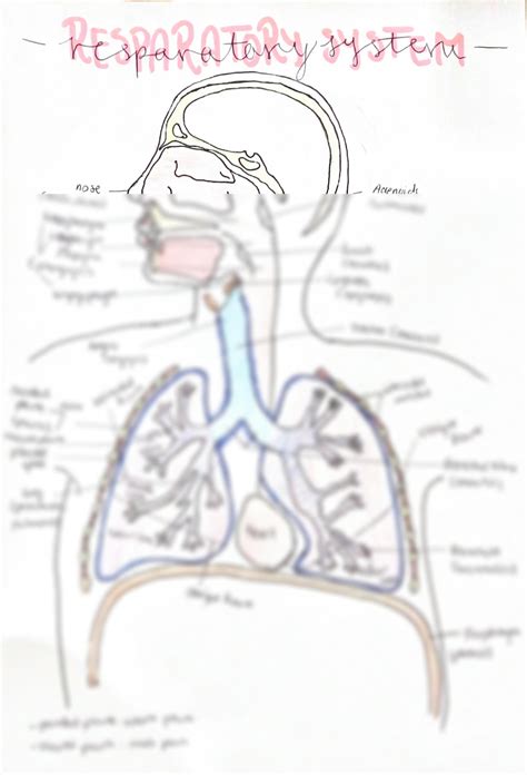 SOLUTION: Detailed diagram of the respiratory system - Studypool