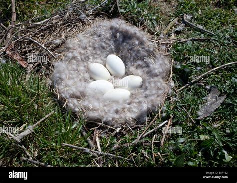 A Look At Life In New Zealand Canada Goose Nest With Eggs In The Wild