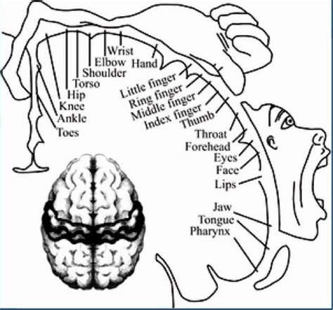 Neurophys Monitoring Ap Flashcards Quizlet