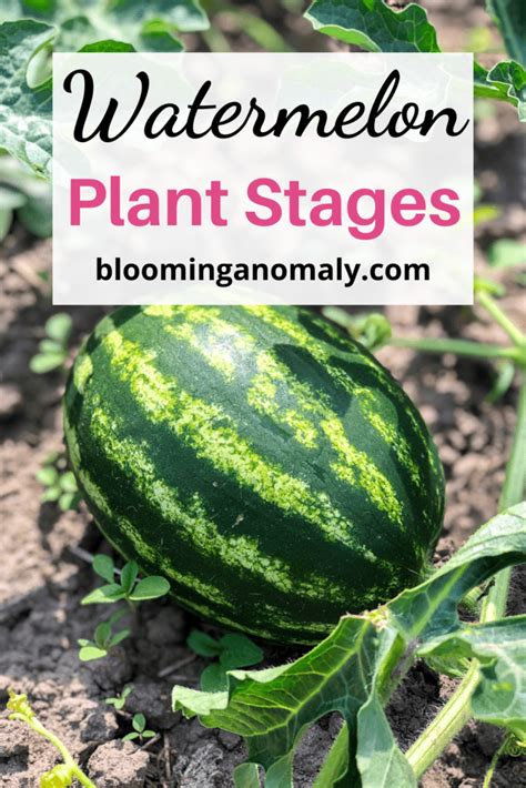 Watermelon Plant Stages