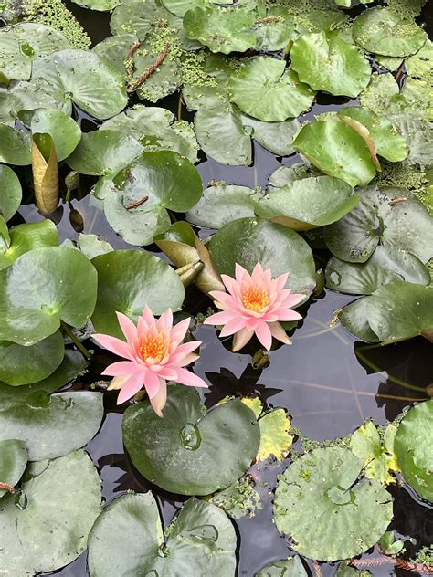 Various colors of lotus flowers : r/garden