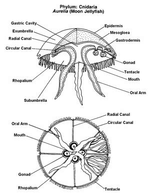 Coelenterata - The Poop Tubes