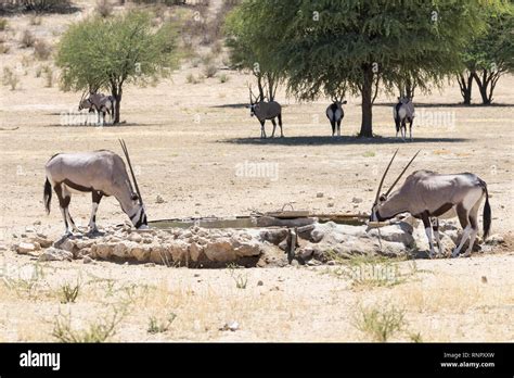 Gemsbok Oryx Gazella In The Kgalagadi Transfrontier National Park