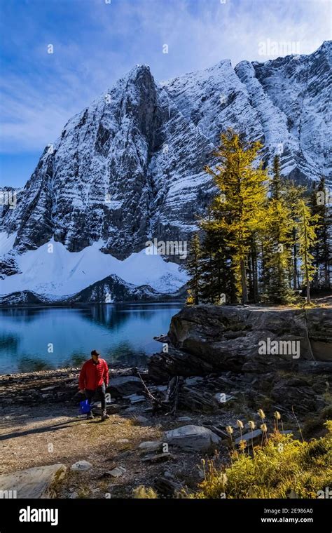 Hiker At Floe Lake Campground With Lyalls Larch Trees In Kootenay