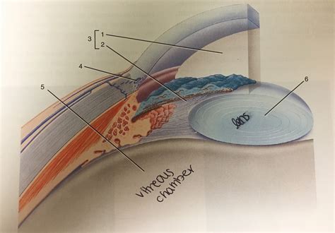 Anterior And Posterior Cavities Of The Eyeball Diagram Quizlet