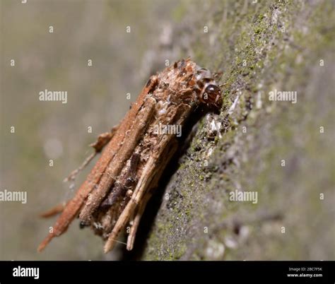 Caddisfly Trichoptera Larvae In Its Case Crawling On A Tree Trunk