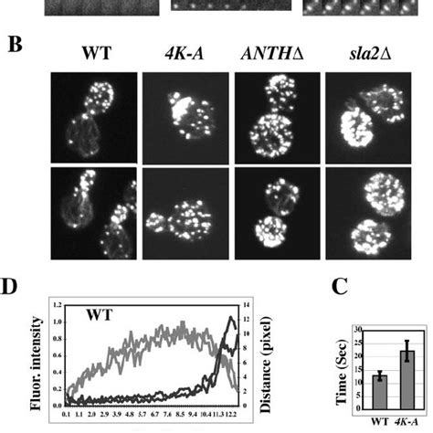 PtdIns 4 5 P 2 Binding Is Required For The Normal Turnover Of Actin