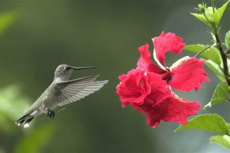 Hummingbirds In Denver Colorado Virulent Ejournal Photo Galery