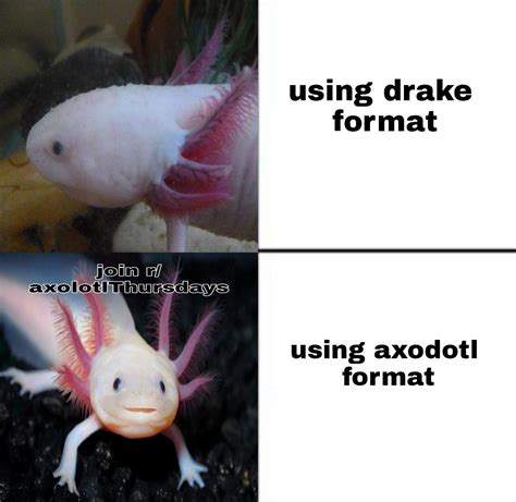 AXOLOTL meme format : r/AxolotlThursdays