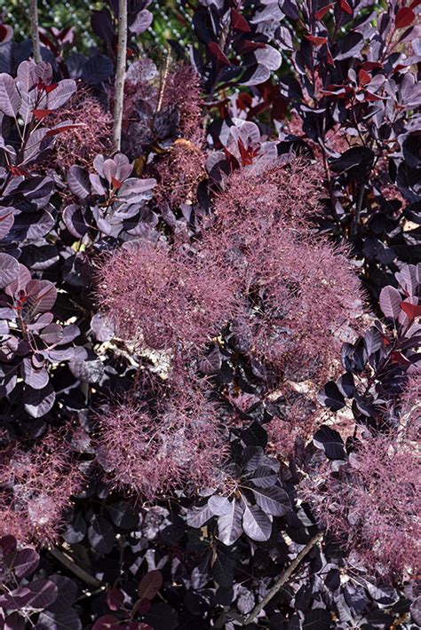 Velveteeny Purple Smokebush Cotinus Coggygria Cotsidh In Auburn