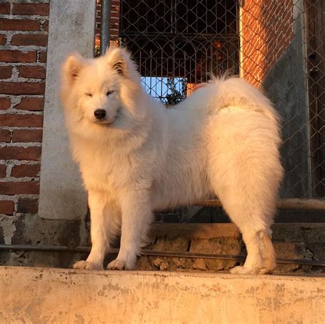 Samoyed