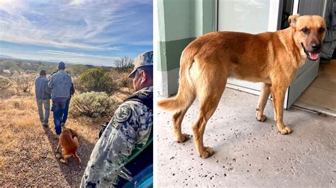 “el Palomo” Un Perrito Que Ayudó A Su Dueño A Regresar A Casa Tras Una