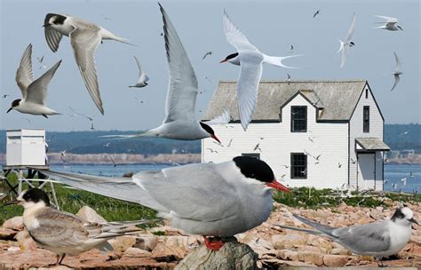 Las Aves Marinas Contribuyan A Ralentizar El Calentamiento Del Rtico