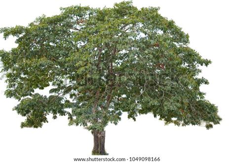 Sindora Siamensis Tree Isolated On White Stock Photo 1049098166