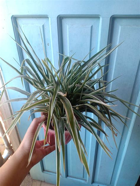 Lourdes Plant Lazada Ph