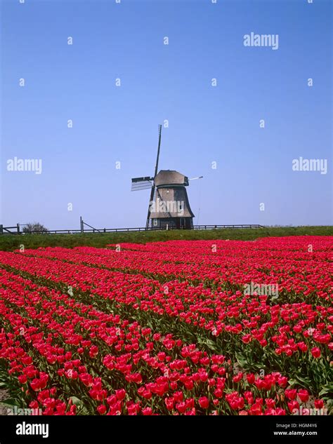 Netherlands Tulip Fields And Windmill Hi Res Stock Photography And