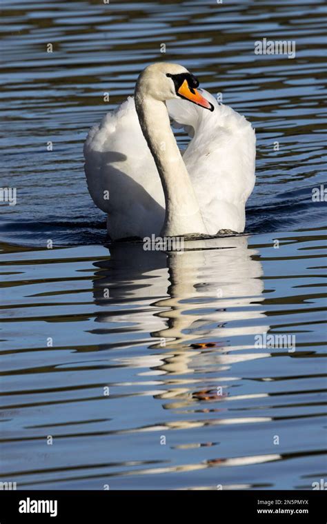 As Spring Approaches The Cob Mute Swan Becomes More Aggressive In The