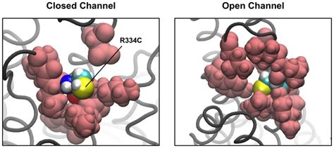 These Images Show Cftr From The Extracellular Side With The Mutant