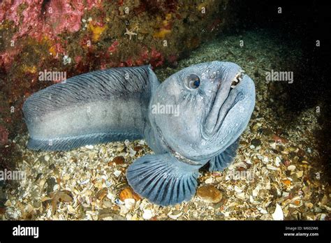 Atlantic Wolffish Anarhichas Lupus North Atlantic Ocean Iceland