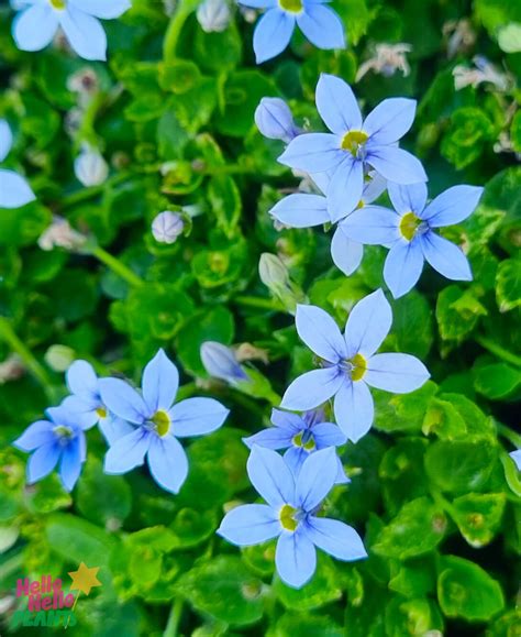 Pratia 'Blue Star Creeper' - Hello Hello Plants