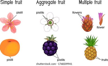 978 Aggregate fruit Images, Stock Photos & Vectors | Shutterstock