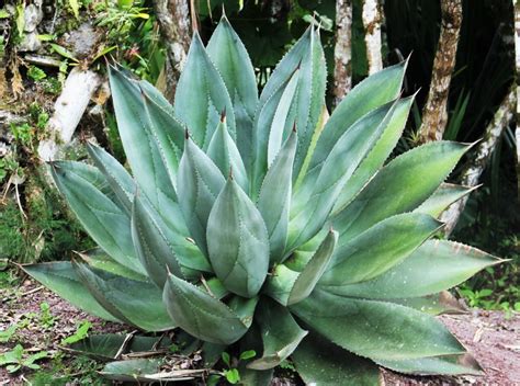 Agave Tanaman Ideal Untuk Taman