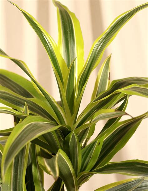 Small Dracaena Lemon Lime Plant In Black Pot Tall Plants Indoor