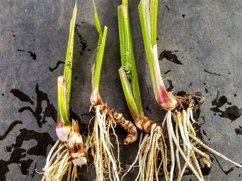 Sweet Flag Plant / Root - Live Bare Root - Organic (acorus Americanus