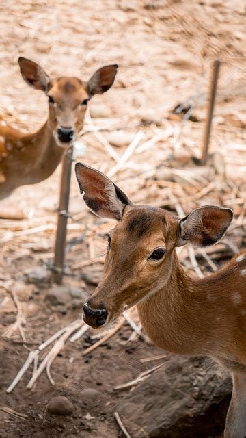 Veados Sika Animais Foto Gratuita No Pixabay Pixabay