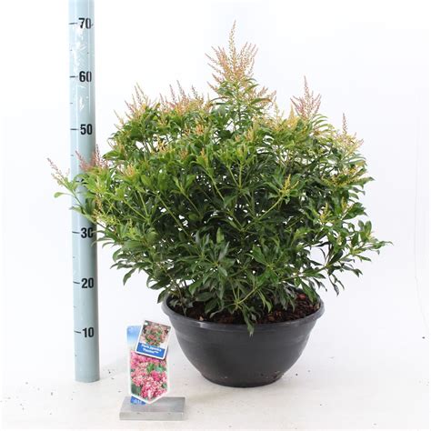 Pieris Japonica Passion — Plant Wholesale Floraccess