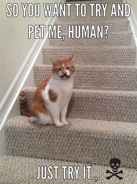 Humans Meme Cat