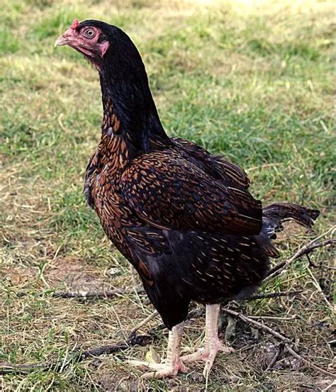 Cornish Chicken Breed: Eggs, Size, Lifespan, Recognized Varieties