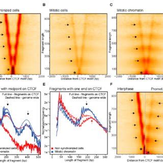 Cut Run Data Shows Loss Of Ctcf Binding At Ctcf Motifs In Mitosis