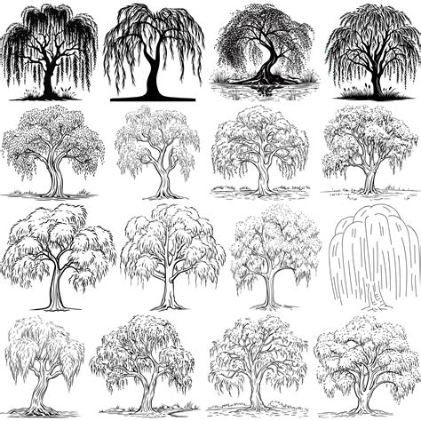 Willow Tree Svg Bundle, Willow Tree Png, Willow Tree Eps, Willow Tree