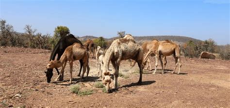 Dromedary Camel Baby Royalty-Free Images, Stock Photos & Pictures ...