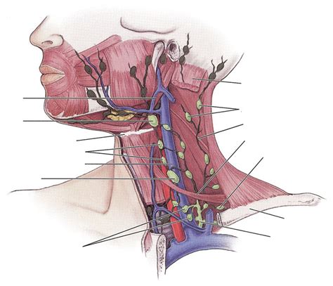 Supraclavicular Lymph Nodes Diagram