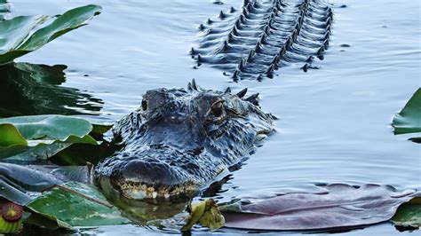 The Best Destinations To Spot Alligators In The Everglades