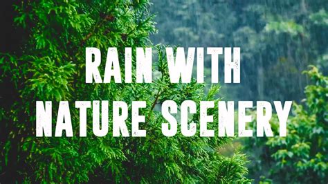 Hours Of Rumbling Thunder And Rain In The Enchanting Forest Nature