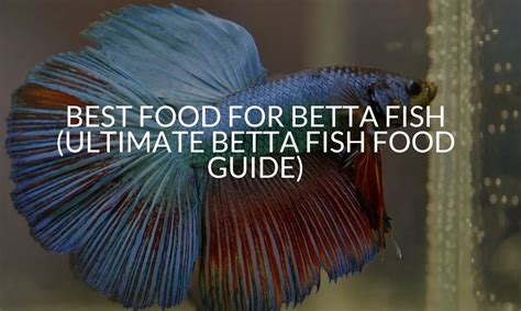 Best Food For Betta Fish Ultimate Betta Fish Food Guide