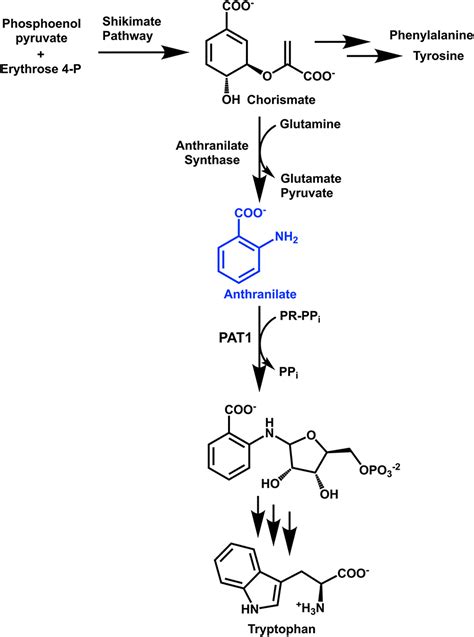 Biochemical Investigation Of The Tryptophan Biosynthetic Enzyme Anthranilate