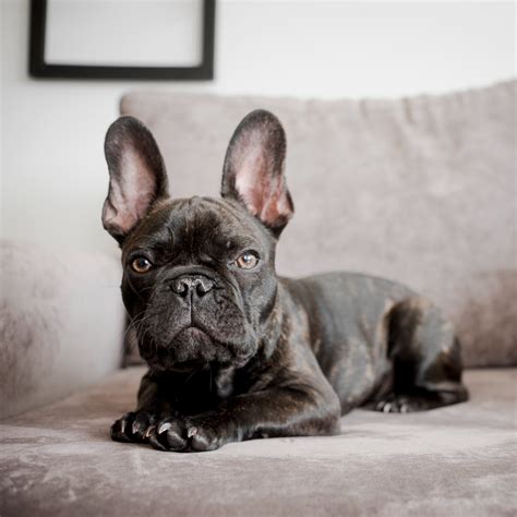 French Bulldog Paws Care: Expert Vet Tips