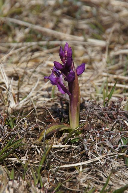 Early Purple Orchid Orchis Mascula Mike Pennington Geograph