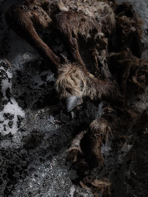 500-year-old 'goatelope' mummy found in melting European glacier ...