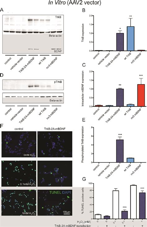 Sh Sy Y Cells Were Transfected With Aav Vectors To Increase The