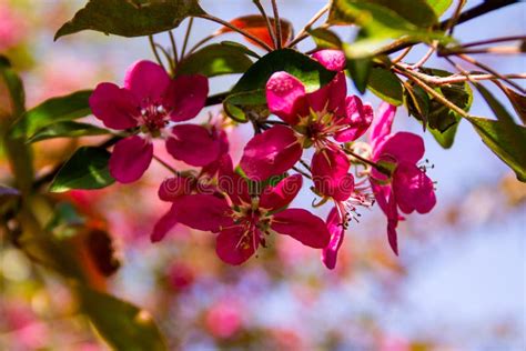 Pink Crab-apple Blossoms on Tree Branch Stock Image - Image of decoration, fruit: 111163423