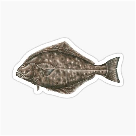 Flounder Gifts & Merchandise | Redbubble