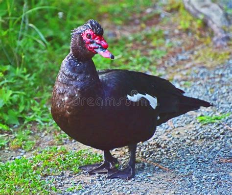 Adult Male Muscovy Duck Cairina Moschata Stock Photo Image Of Brown